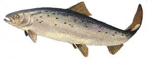 Salmon-300x124
