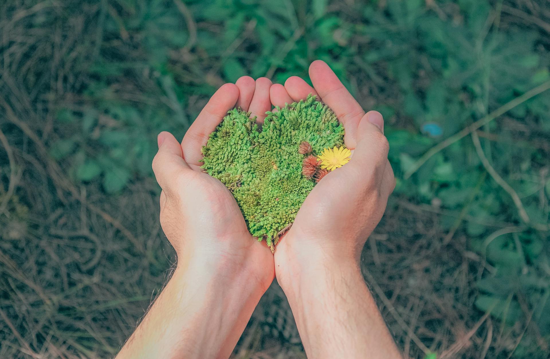 Two hands gently holding a heart-shaped patch of moss with small wildflowers.